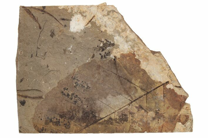 Fossil Leaf (Fagus) - McAbee, BC #226103